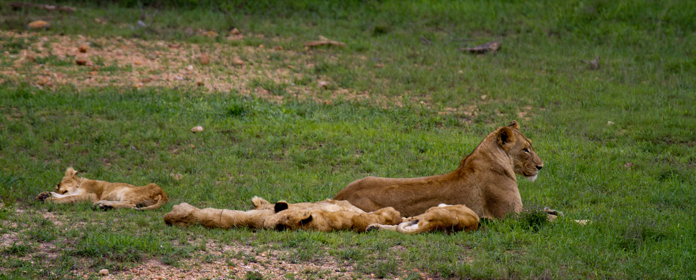 Lioness with Cubs